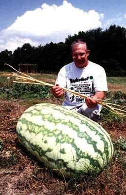 Qualtivate RES-2A Giant Watermelon Seed Seed(100 per packet)