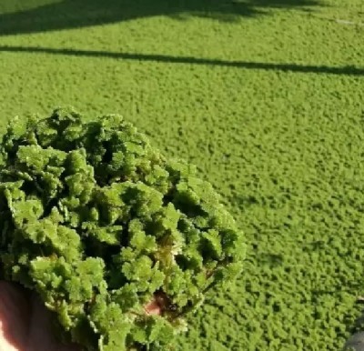 wequality Azolla seeds for home plant Seed(2300 per packet)