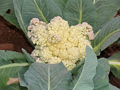 SM PLUS white cauliflower,gobhee seeds Seed(45 per packet)