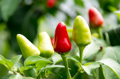 ibains Chilli plant seed Seed(30 per packet)