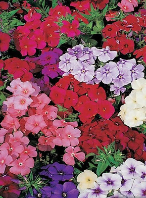 Lorvox PHLOX TWINKLE STAR MIXED FLOWER Seed(50 per packet)