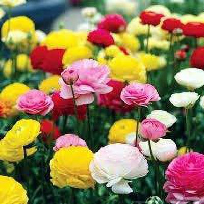 CYBEXIS Easy Planting - Carnation Rose F1 Hybrid Seeds Seed(1 g)