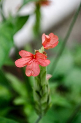 Wellspring kanakambaram-firecracker-crossandra Seed(70 per packet)