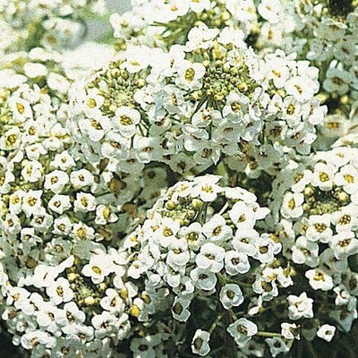 Aywal Alyssum F1 Hybrid Flower Seed(70 per packet)