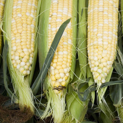 CYBEXIS F2Sweet Wax Corn Seeds2000 Seeds Seed(2000 per packet)