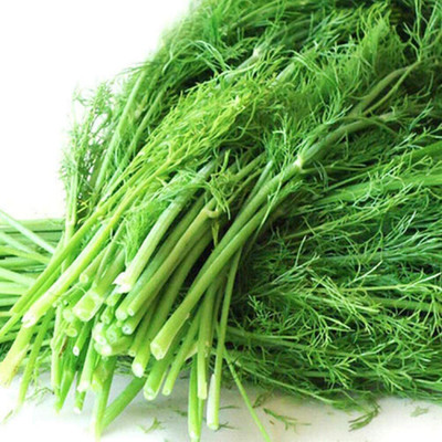 CYBEXIS Hybrid Fennel Seeds Spring Sowing Wonderful2800 Seeds Seed(2800 per packet)