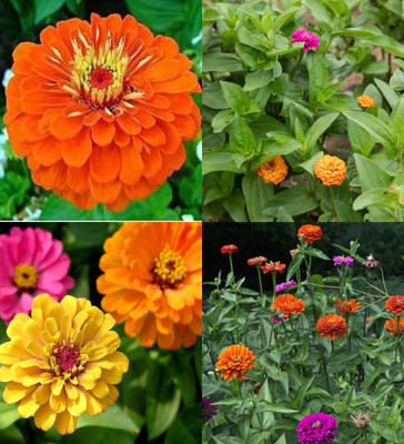 ibains Zinnia hybrid seeds for gardening beez 56 Seed(86 per packet)