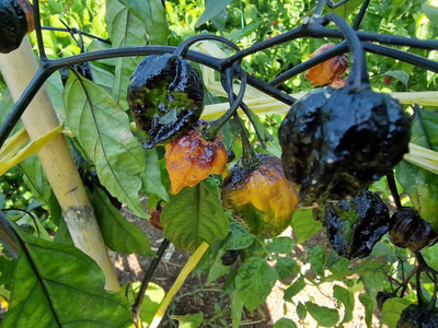 Biosnyg High Yield Pimenta da Dog Chilli Seeds for Home Gardening-(400 Seeds) Seed(400 per packet)