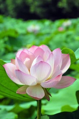 Seedsqlty lotus,kamal gatta Seed(10 per packet)