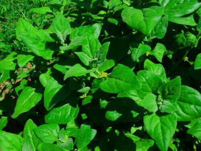 KNESSiN XIV-87 New Zealand Spinach Seed(200 per packet)