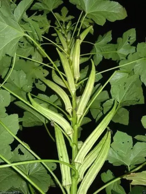 Aro Lady Finger, Okra, Bhindi Seed(45 per packet)