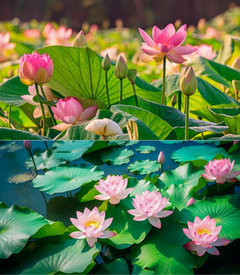 Arshiayat lotus mix color seeds flower Seed(45 per packet)