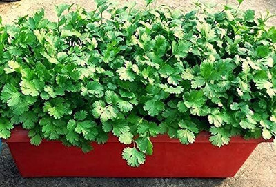 LPT HARA DHANIYA Seed(300 per packet)