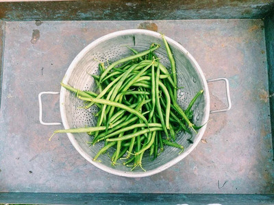 Avysa Vegetable Seeds String Beans Seeds - French Bean Seed(250 per packet)