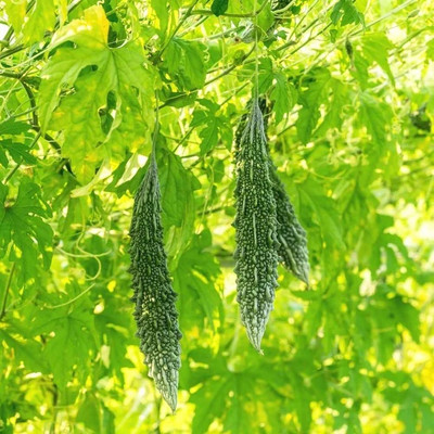 eShoptail Bitter Gourd (Barahmasi) Seeds (karela) Seed(5 g)