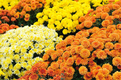 Sona mushroom farm marigold/gende ka phool flower seeds Seed(50 per packet)