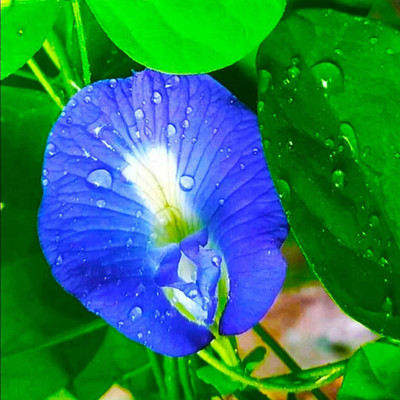 SeeGreen Aparajita Seeds Mixed Color Double & Single Petals Seed(28 per packet)