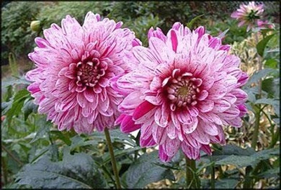 Epazo big size dahliya flower seeds for home garden/Dahlia Seed(38 per packet)