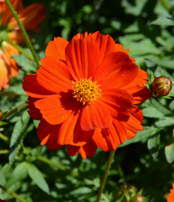 ZIXA Sulphur Cosmos, Dwarf Red Seed(100 per packet)