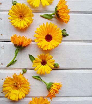 Mozette Exotic calendula Seed(34 per packet)
