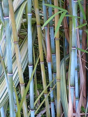 BDSresolve Bamboo tree plant seeds PACK OF 161 Seed(161 per packet)