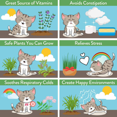CYBEXIS ATS-50 - Catnip - (1500 Seeds) Seed(1500 per packet)