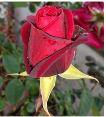 greenfarm NBV- Rose Flower Seeds/ Gulab Seeds, Best Quality , 80 X Seeds ,td43 Seed(80 per packet)