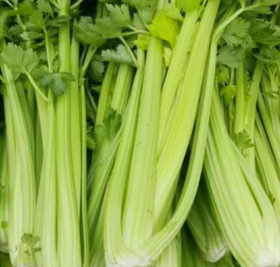 Quentova Celery Vegetable/Herb-6G-HQL Seed(100 per packet)