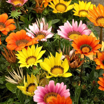 CYBEXIS Flower, Gazania Mix Seeds Seed(50 per packet)