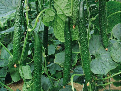 CYBEXIS VXI-53 - Cucumber -China Long Hybrid - (150 Seeds) Seed(150 per packet)