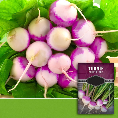 Quentova Purple Top Turnip 10g-NCS-99J Seed(2000 per packet)