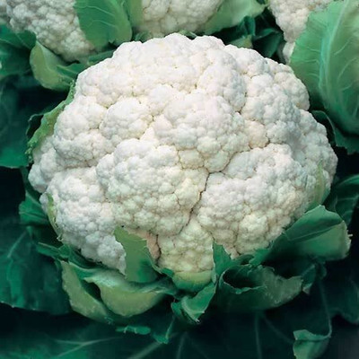 Quentova Cauliflower Seeds - All The Year Round-8A-AHS Seed(250 per packet)