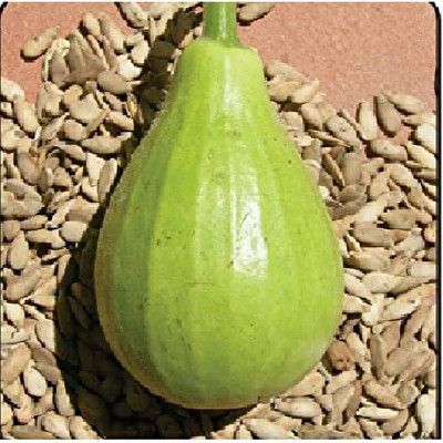 Qualtivate PUAS-8A Bottle Gourd Round / Ghiya Round Seed Seed(50 per packet)