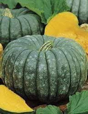 Dbbrothers pumpkin seeds pack of 11 Seed(11 per packet)