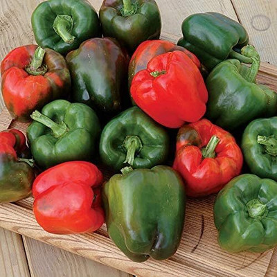 Biosnyg Karisma Capsicum Bell Pepper Seeds-200 Seeds/1gm Seed(200 per packet)