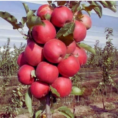 CRGO APPLE , SEV Seed(30 per packet)