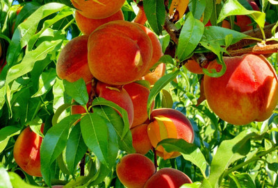 Aywal Peach Fruit Seed(9 per packet)