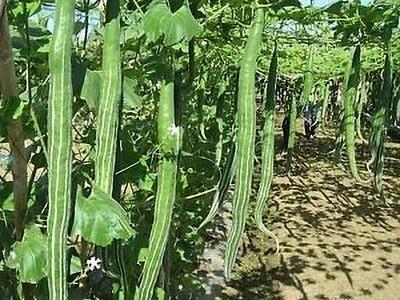 JAYANTAHALDER SNAKE GOURD / CHICHINGA Seed(45 per packet)