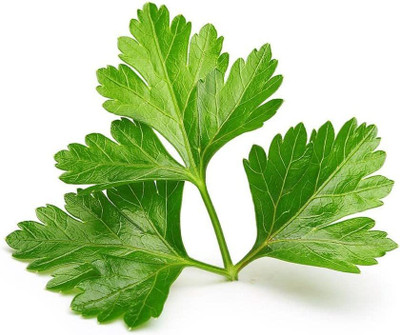 VibeX PAU-28 - Calypso' Cilantro - (2250 Seeds) Seed(2250 per packet)