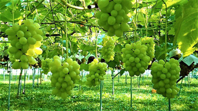 ALWAYSWE Grape Seed(40 per packet)