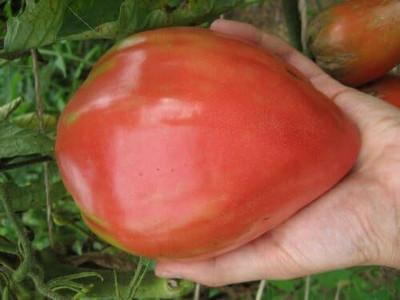 ActrovaX Tomato Oxheart Heirloom Large Fruits, Very Fragrant [1gm Seeds] Seed(1 g)