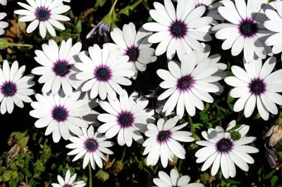 KANAYA Osteospermum White Color Flower Seeds F1 Hybrid Seed(84 per packet)