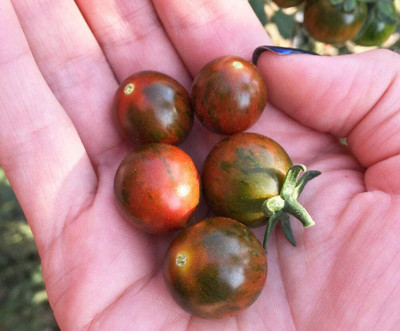 CYBEXIS Organic Chocolate Cherry Tomato Vegetable Seeds2000 Seeds Seed(2000 per packet)