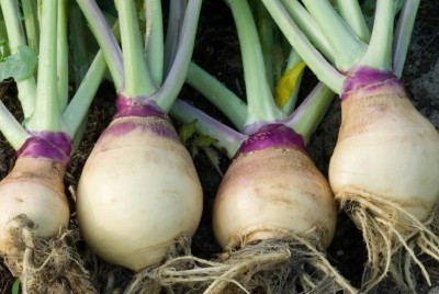 Quentova Thai Turnip Purple White-RXI-11D Seed(300 per packet)