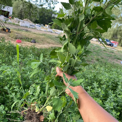 Farmonix Bathua Seeds / Chenopodium Seed(500 per packet)