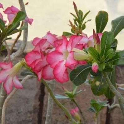 Qualtivate LX-204 True Desert Rose Seeds Seed(30 per packet)