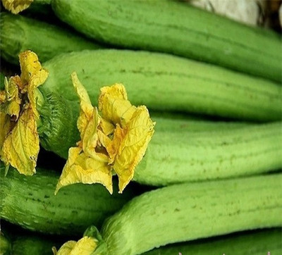 Quentova Sponge Gourd/turai/tori-VOX-9B Seed(75 per packet)