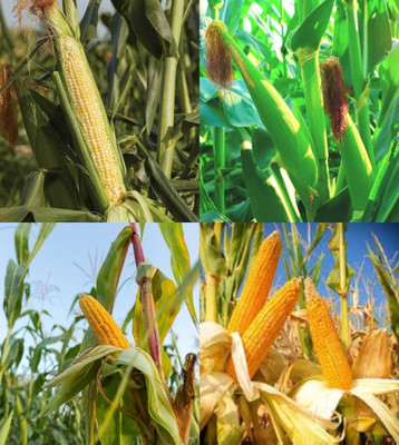 ibains Hybrid sweet corn seeds beez 76 Seed(76 per packet)