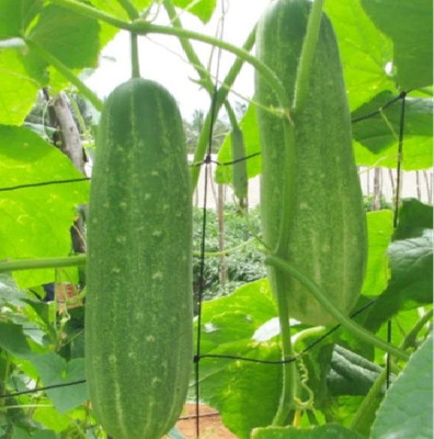 KS TRADERS Cucumber,seeds,vegetbleseeds Seed(1 per packet)