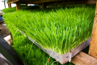 WILLVINE Wheatgrass Microgreen Soilless Organic Non-Gmo -[1000 Seeds] Seed(1000 per packet)